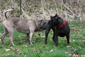 Cane Corso Mastiff Old World